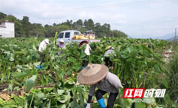 湖南江永 青年回乡创业 开辟电商致富新赛道